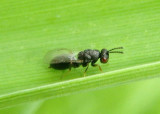 Eurytomidae Chalcid Wasp species; female
