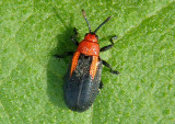 Microrhopala vittata; Goldenrod Leaf Miner