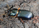 Odontotaenius disjunctus; Horned Passalus