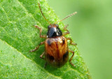 Paria fragariae; Strawberry Rootworm Beetle