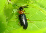 Pedilus Fire-colored Beetle species