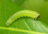 Periclista Common Sawfly species larva 