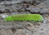 Periclista Common Sawfly species larva