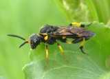 Pseudosiobla excavata; Common Sawfly species