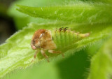 Smiliini Treehopper species nymph