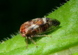 Smiliini Treehopper species
