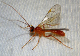 Ctenopelmatinae Ichnuemon Wasp species 