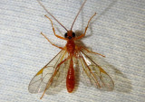 Ctenopelmatinae Ichnuemon Wasp species