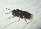 Fenusini Common Sawfly species