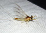 Maccaffertium terminatum; Stream Mayfly species