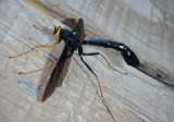 Megarhyssa atrata; Black Giant Ichneumonid Wasp; female 