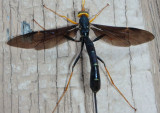 Megarhyssa atrata; Black Giant Ichneumonid Wasp; female 