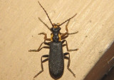 Podabrus frater; Soldier Beetle species