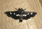 5159-5160 - Desmia funeralis/maculalis complex; Grape Leaffolder