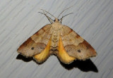 6322 - Mellilla xanthometata; Orange Wing; female