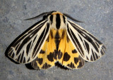 8175 - Grammia virguncula; Little Virgin Tiger Moth