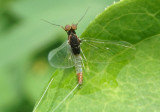 Baetis intercalaris; Small Minnow Mayfly species; male