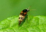 Falsomordellistena pubescens; Tumbling Flower Beetle species