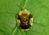 Plagiometriona clavata; Clavate Tortoise Beetle