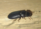 Tenebroides americanus; Bark-gnawing Beetle species