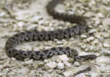 Western Fox Snake; juvenile