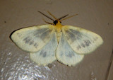 6274 - Speranza ribearia; Currant Spanworm Moth; male