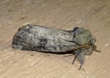 8011 - Schizura leptinoides; Black-blotched Schizura 