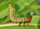 Arge Sawfly species larva 