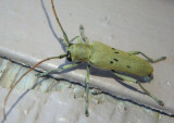 Saperda vestita; Linden Borer 