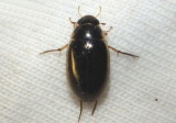 Tropisternus lateralis; Water Scavenger Beetle species