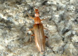 Cephaloon lepturides; False Leptura Beetle