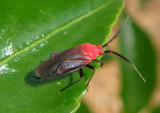 Lopidea Plant Bug species