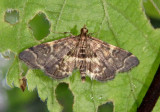 5176 - Anageshna primordialis; Yellow-spotted Webworm Moth