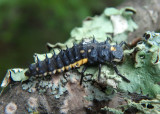 Anatis mali; Eye-spotted Lady Beetle larva