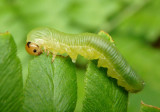 Strongylogaster Common Sawfly species larva