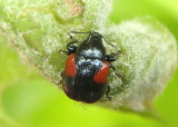 Synolabus bipustulatus; Oak Leafrolling Weevil 