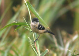 Morelets Seedeater; male