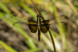 DSC01745.jpg