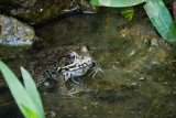 reptiles__amphibians