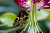 DSC05702.jpg