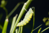 black_swallowtail