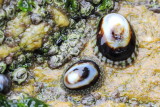 Checkered Limpet (Lottia sp.)