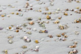 Bean Clam (Donax gouldii)