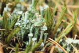 Ladder Lichen (Cladonia verticillata)