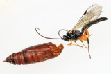 Ichneumonidae (Pimplinae)