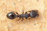 Leptothorax sp.