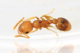 Temnothorax ambiguus
