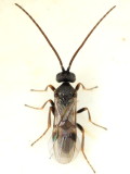 Microplitis sp. (Microgastrinae)