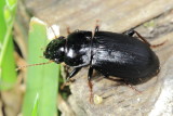 Harpalus sp.