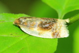 Family Tortricidae - Tortricid Moths